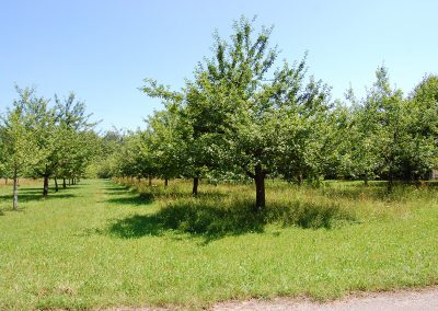 Landschaftspflegeverband Landkreis Augsburg e.V. Streuobstwiesen