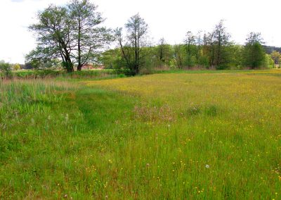 Landschaftspflegeverband Landkreis Augsburg e.V. Vielfalt Schmutterwiesen