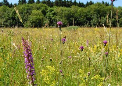 Landschaftspflegeverband Landkreis Augsburg e.V. Wertachheide