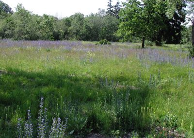 Landschaftspflegeverband Landkreis Augsburg e.V. Nach Entbuschung