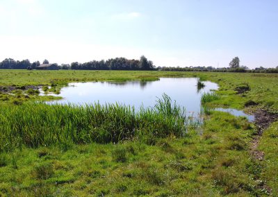 Landschaftspflegeverband Landkreis Augsburg e.V. Flachwasser-Biotope