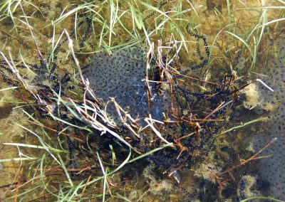 Landschaftspflegeverband Landkreis Augsburg e.V. Grasfroschlaich