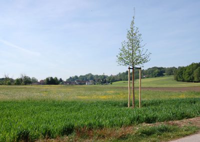 Landschaftspflegeverband Landkreis Augsburg e.V. Pflanzaktion Nordendorf