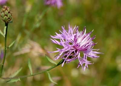 Landschaftspflegeverband Landkreis Augsburg e.V. Rispen-Flockenblume