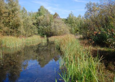 Landschaftspflegeverband Landkreis Augsburg e.V. Teich