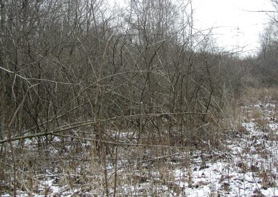 Landschaftspflegeverband Landkreis Augsburg e.V. Verbuschtes Biotop