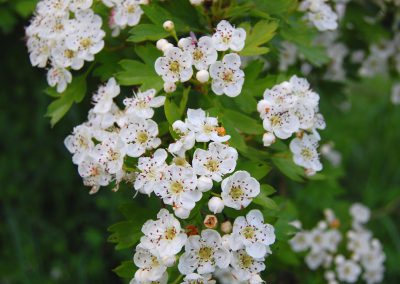 Landschaftspflegeverband Landkreis Augsburg e.V. Weißdornblüte