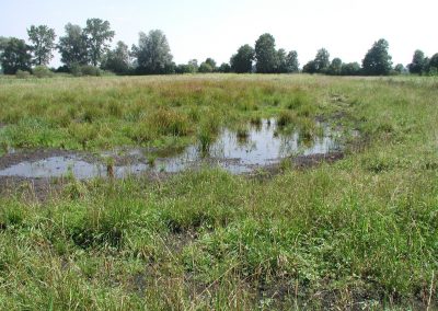 Landschaftspflegeverband Landkreis Augsburg e.V. Wiesenbrüter-Biotope