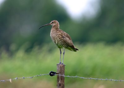 Landschaftspflegeverband Landkreis Augsburg e.V. Brachvogel