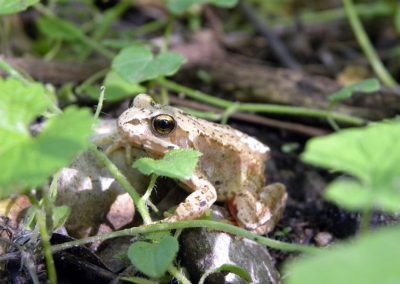 Landschaftspflegeverband Landkreis Augsburg e.V. Grasfrosch