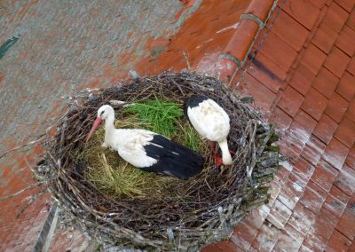 Landschaftspflegeverband Landkreis Augsburg e.V. Storchenpaar im Nest