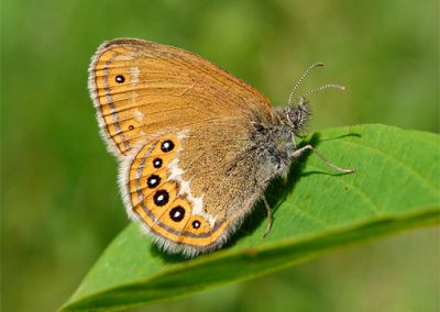 Natur erleben an Lech und Wertach 2024