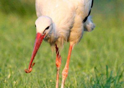 Landschaftspflegeverband Landkreis Augsburg e.V. Weißstorch mit Beute