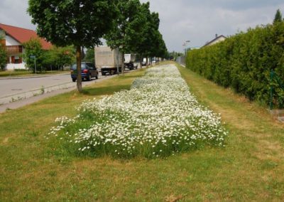 Landschaftspflegeverband Landkreis Augsburg e.V. Blühstreifen Königsbrunn