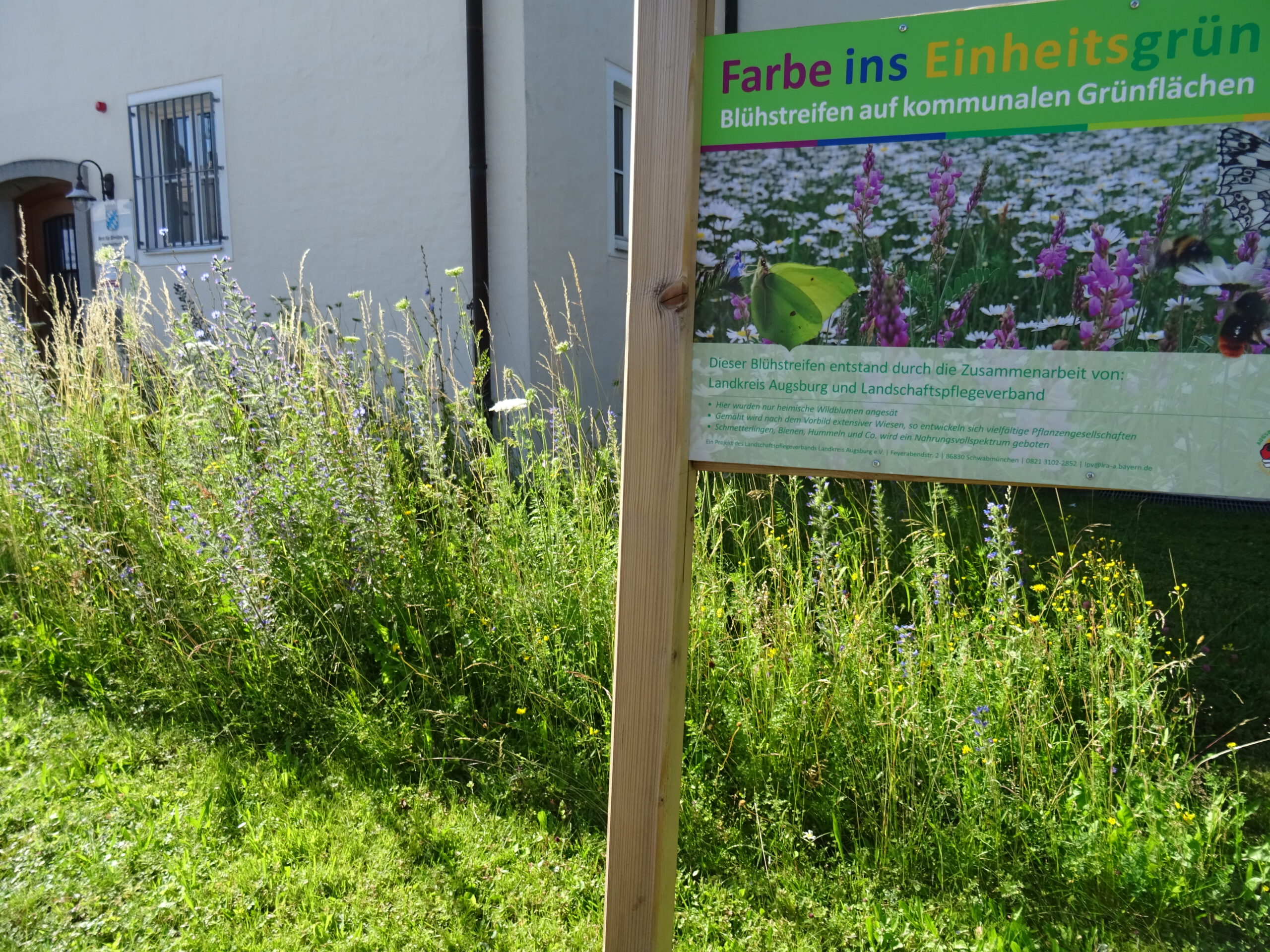 LPV-Projekt Farbe ins Einheitsgrün – Blühstreifen sorgen für Farbe und Nektar, Juli 2020