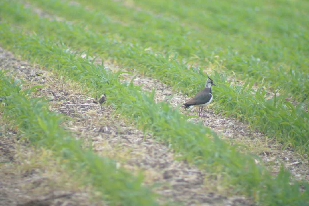 Kiebitz mit Jungvogel im Wiesenbrütergebiet Lamerdingen Langerringen - Alex Klose