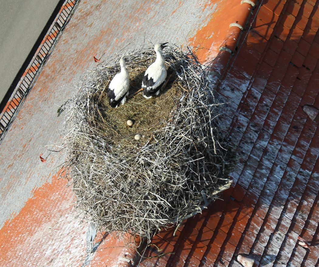 Storchennest Gennach, Foto Werner Burkhart, Juni 2025 Komprimiert