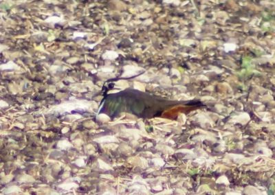 Kiebitz-Hilfsprojekt startet in neue Runde